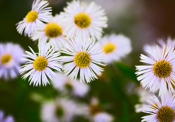 Image showing Erigeron Alpinus