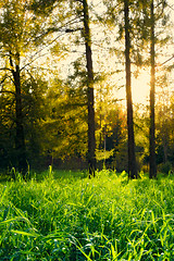 Image showing Pine Forest