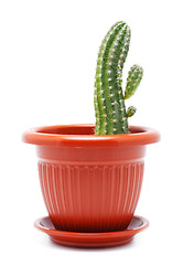 Image showing Cactus Pot