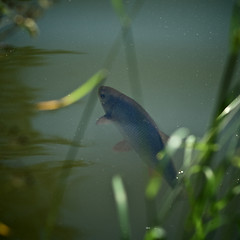 Image showing Singing carp fish coming out of the water