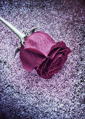 Image showing Frozen Rose on Snow