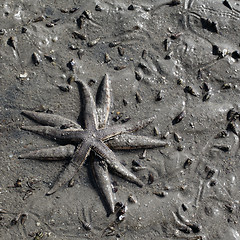 Image showing Two Starfishes