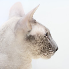 Image showing Hairless Cat