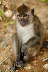 Image showing Macaque Monkey