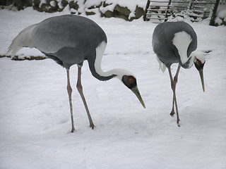 Image showing Gray crane