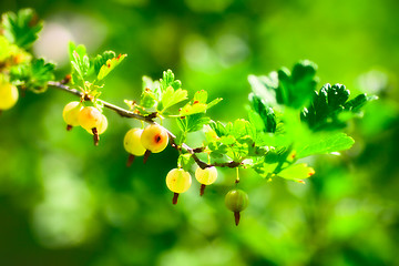 Image showing Ripe Gooseberry