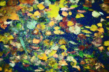 Image showing Leaves on Water