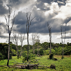 Image showing Dry Trees on Swamp