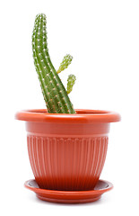 Image showing Cactus Pot