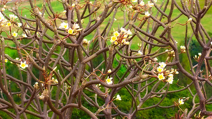 Image showing Plumeria Flower