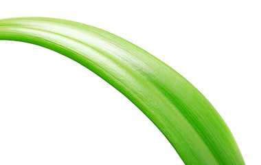 Image showing Green Leaf