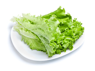 Image showing Green Lettuce