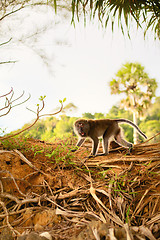 Image showing Macaque Monkey