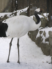 Image showing Japanese crane