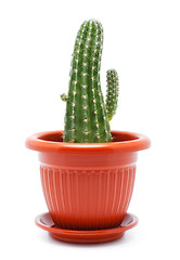 Image showing Cactus Pot