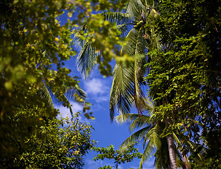 Image showing Tropical Forest