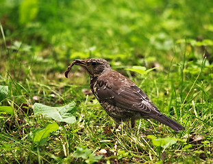 Image showing Song Thrush Catch Earthworm