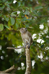 Image showing Jumping Macaque Monkey