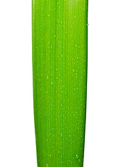 Image showing Green Leaf