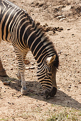 Image showing Zebra Eating