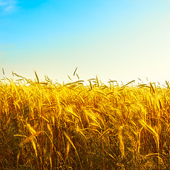 Image showing Golden Wheat