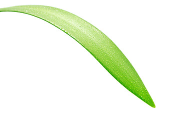 Image showing Green Leaf