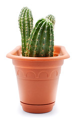 Image showing Cactus Pot