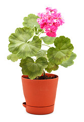 Image showing Geranium in Pot