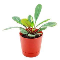 Image showing Home Plant