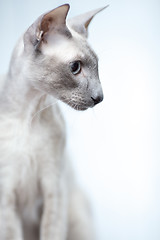 Image showing Hairless Cat