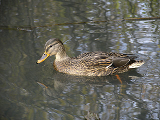 Image showing Wild duck