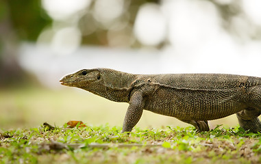 Image showing banded monitor lizard