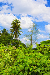 Image showing Thai Jungle