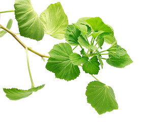 Image showing Geranium Leaves