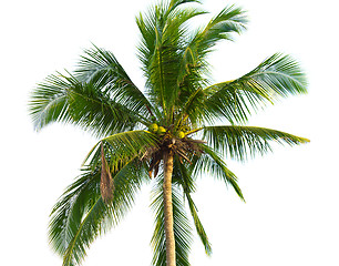 Image showing Coconut Palm
