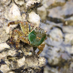 Image showing Green Crab