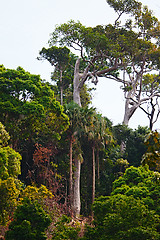 Image showing Thai Jungle