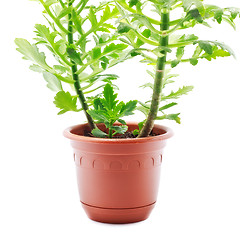 Image showing Home Plant