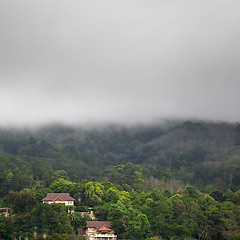 Image showing Forest Under Rain