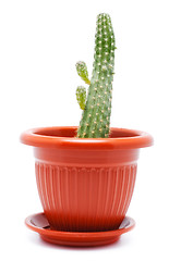 Image showing Cactus Pot