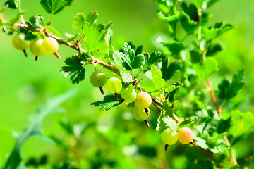 Image showing Ripe Gooseberry