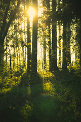 Image showing Sunshine in Forest