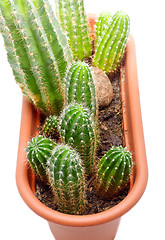 Image showing Cactus Pot