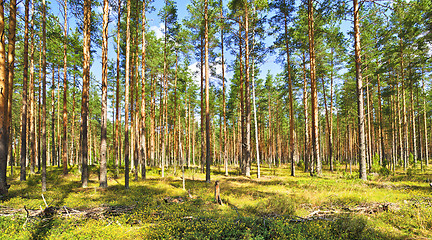 Image showing Pine Forest