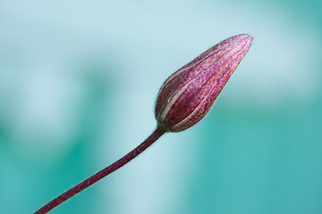 Image showing Violet Flower Bud