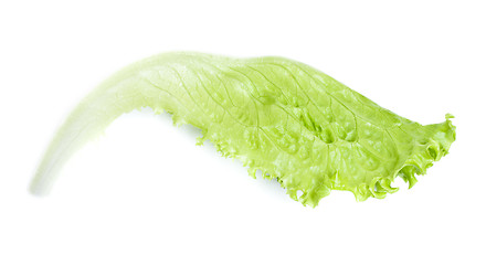 Image showing Green Lettuce