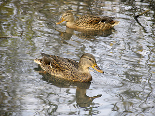 Image showing Wild ducks