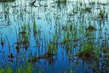 Image showing Grass in Water