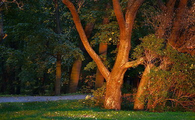 Image showing Evening Autumn Park