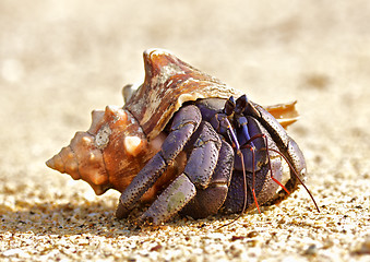 Image showing Hermit Crab